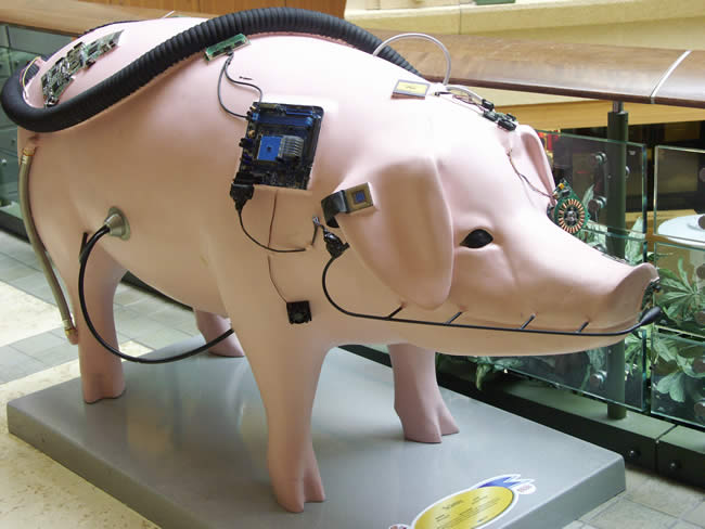 Cyberpig in Seattle