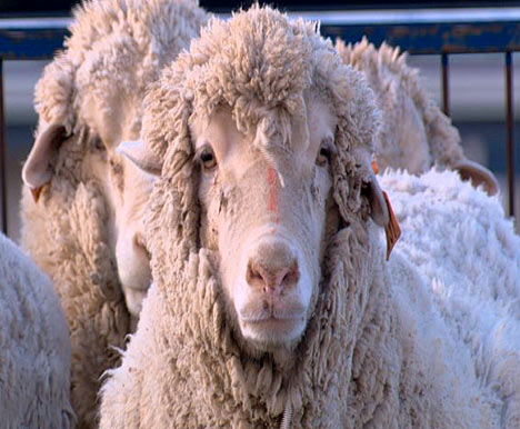 Sheep screen capture