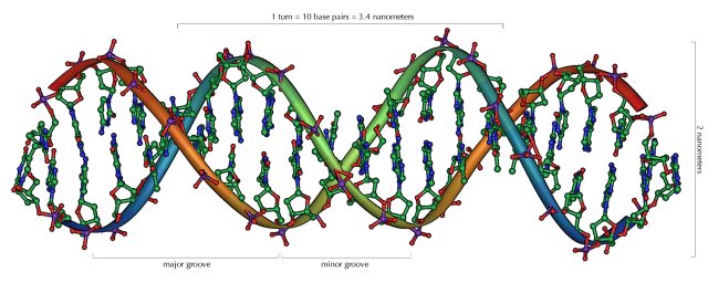 dna.jpg